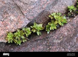 Attēlu rezultāti vaicājumam “Encalypta streptocarpa”