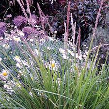 Attēlu rezultāti vaicājumam “Sesleria caerulea flower”