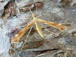 Attēlu rezultāti vaicājumam “Gillmeria pallidactyla”