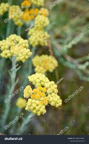 Attēlu rezultāti vaicājumam “Helichrysum arenarium bud”