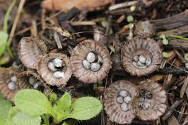 Attēlu rezultāti vaicājumam “Cyathus striatus”