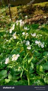 Attēlu rezultāti vaicājumam “Raphanus sativus flower”