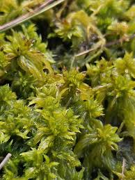Attēlu rezultāti vaicājumam “Sphagnum cuspidatum”
