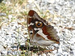 Attēlu rezultāti vaicājumam “Apatura iris male”