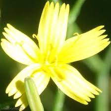 Attēlu rezultāti vaicājumam “Mycelis muralis flower”