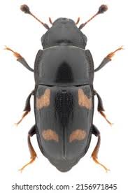 Attēlu rezultāti vaicājumam “Glischrochilus quadripunctatus imago”