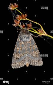 Attēlu rezultāti vaicājumam “Tholera cespitis”