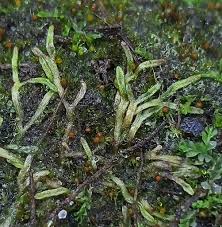 Attēlu rezultāti vaicājumam “Riccia canaliculata”