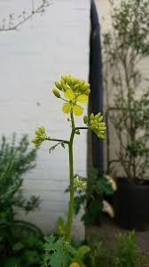 Attēlu rezultāti vaicājumam “Sinapis alba flower”