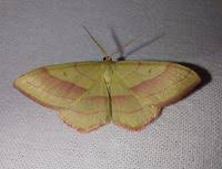 Attēlu rezultāti vaicājumam “Rhodostrophia vibicaria”