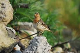 Image result for Anthus cervinus