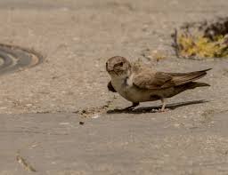 Image result for Ptyonoprogne rupestris