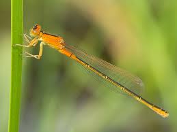 Attēlu rezultāti vaicājumam “Ischnura pumilio”