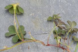 Attēlu rezultāti vaicājumam “Oxalis corniculata”