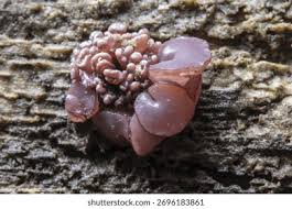 Attēlu rezultāti vaicājumam “Ascocoryne sarcoides”