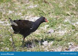 Attēlu rezultāti vaicājumam “Gallinula chloropus adult”