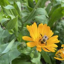 Attēlu rezultāti vaicājumam “Calendula officinalis leaf”