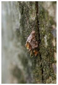 Attēlu rezultāti vaicājumam “Proutia betulina”