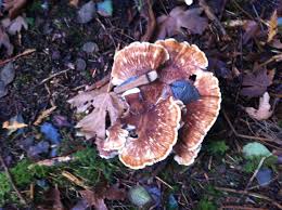 Attēlu rezultāti vaicājumam “Bondarzewia mesenterica”