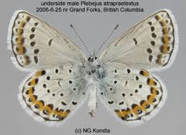 Attēlu rezultāti vaicājumam “Plebejus argus / Plebejus idas”