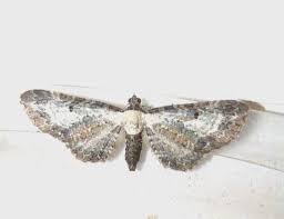 Attēlu rezultāti vaicājumam “Eupithecia succenturiata”