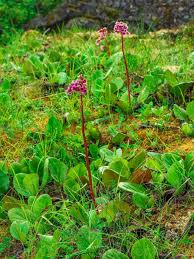 Attēlu rezultāti vaicājumam “Bergenia crassifolia”