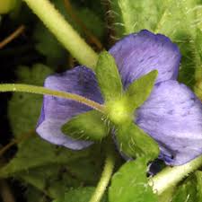 Attēlu rezultāti vaicājumam “Veronica filiformis flower”