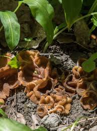 Attēlu rezultāti vaicājumam “Disciotis venosa”