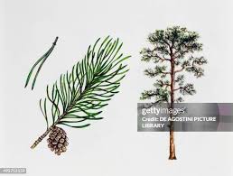 Attēlu rezultāti vaicājumam “Pinus sylvestris fruit”