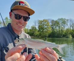 Image result for Coregonus albula