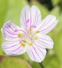 Attēlu rezultāti vaicājumam “Claytonia sibirica flower”