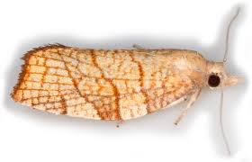 Attēlu rezultāti vaicājumam “Pandemis corylana”