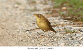 Image result for Locustella naevia