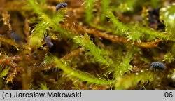 Attēlu rezultāti vaicājumam “Pseudoleskeella nervosa”