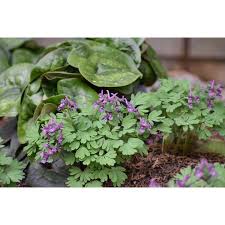 Attēlu rezultāti vaicājumam “Corydalis solida”