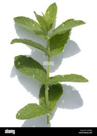 Image result for Pfefferminze