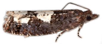 Attēlu rezultāti vaicājumam “Epinotia trigonella”