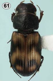 Attēlu rezultāti vaicājumam “Aphodius sp.”