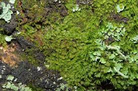 Attēlu rezultāti vaicājumam “Lophozia ascendens”