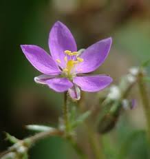 Attēlu rezultāti vaicājumam “Spergularia rubra”