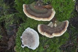 Attēlu rezultāti vaicājumam “Cerrena unicolor”