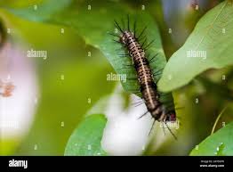 Attēlu rezultāti vaicājumam “Malacosoma neustria larva”