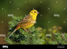 Attēlu rezultāti vaicājumam “Emberiza citrinella male”
