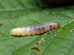 Attēlu rezultāti vaicājumam “Cydia splendana”