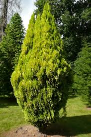 Attēlu rezultāti vaicājumam “Chamaecyparis lawsoniana”