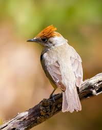 Attēlu rezultāti vaicājumam “Sylvia atricapilla”