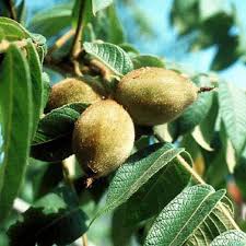 Attēlu rezultāti vaicājumam “Juglans cinerea fruit”