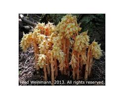 Attēlu rezultāti vaicājumam “Monotropa hypopitys”