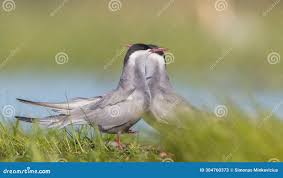 Attēlu rezultāti vaicājumam “Chlidonias hybrida adult”