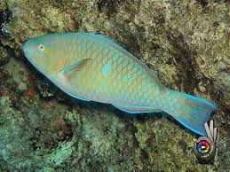 Image result for Scarus fuscopurpureus